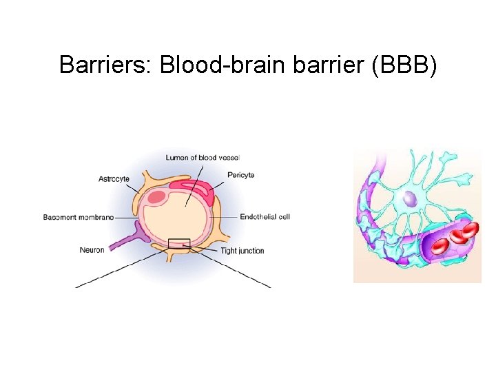 Barriers: Blood-brain barrier (BBB) 
