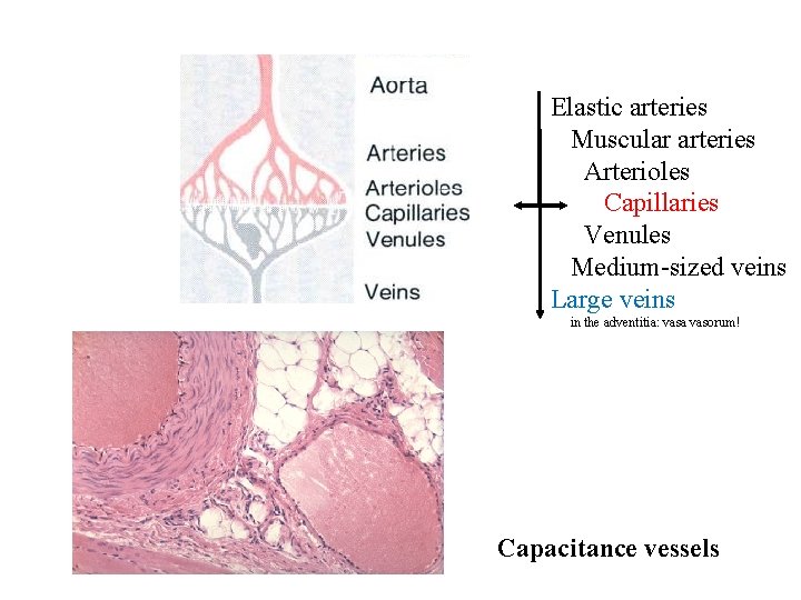 Elastic arteries Muscular arteries Arterioles Capillaries Venules Medium-sized veins Large veins in the adventitia: