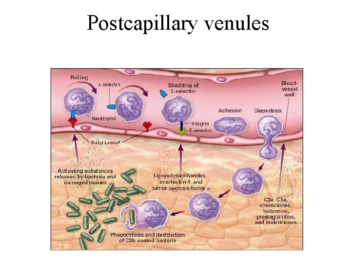 Postcapillary venules 