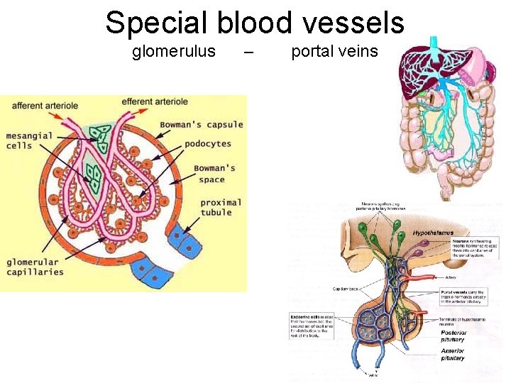 Special blood vessels glomerulus – portal veins 