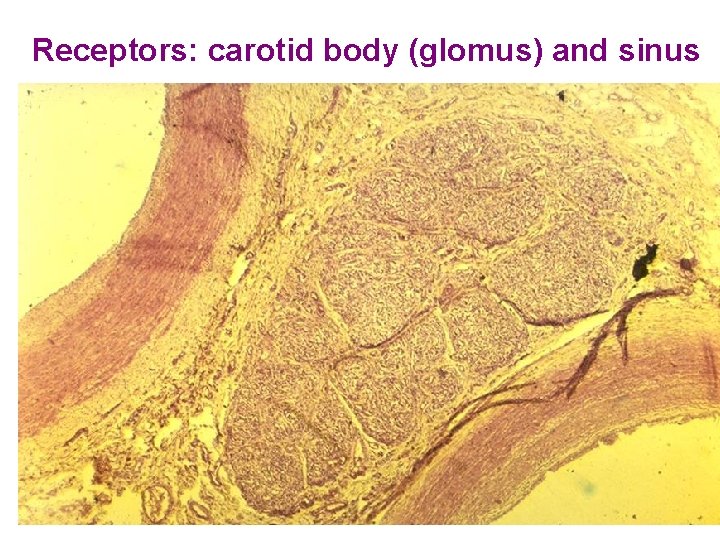 Receptors: carotid body (glomus) and sinus 