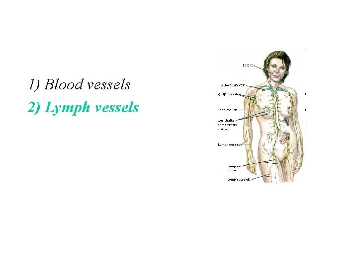 1) Blood vessels 2) Lymph vessels 