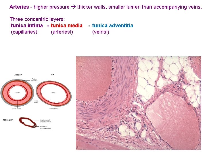 Arteries - higher pressure thicker walls, smaller lumen than accompanying veins. Three concentric layers: