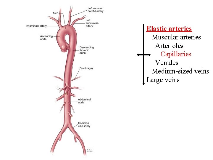 Elastic arteries Muscular arteries Arterioles Capillaries Venules Medium-sized veins Large veins 
