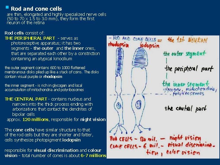 § Rod and cone cells are thin, elongated and highly specialized nerve cells (50