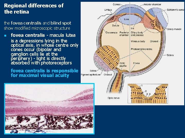 Regional differences of the retina the fovea centralis and blind spot show modified microscopic