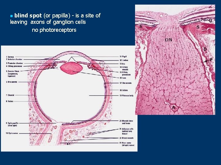 blind spot (or papilla) - is a site of leaving axons of ganglion cells