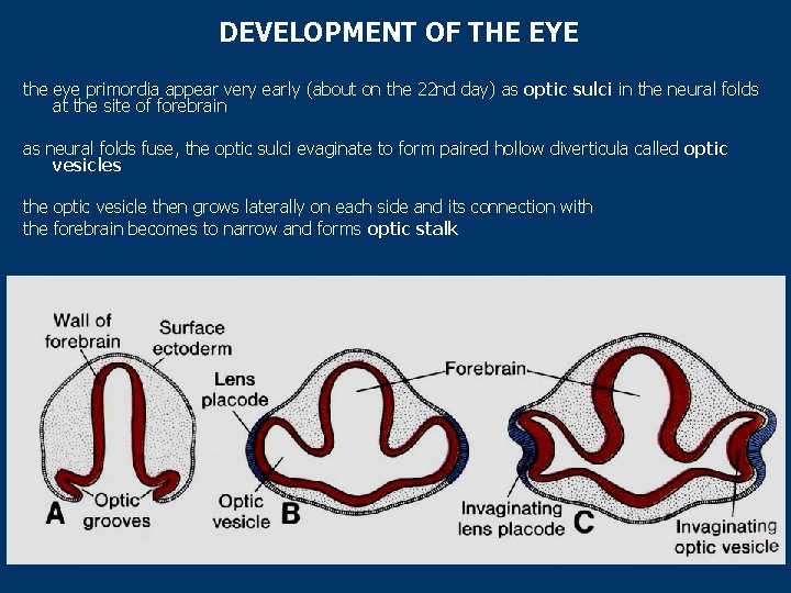 DEVELOPMENT OF THE EYE the eye primordia appear very early (about on the 22