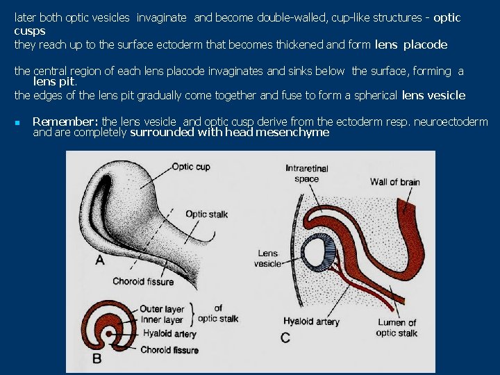 later both optic vesicles invaginate and become double-walled, cup-like structures - optic cusps they