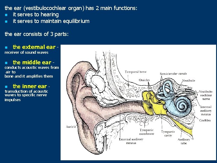 the ear (vestibulocochlear organ) has 2 main functions: n it serves to hearing n