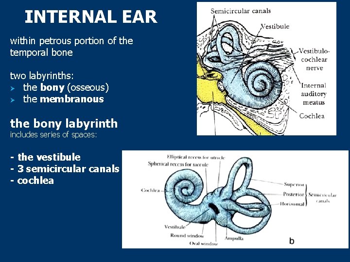 INTERNAL EAR within petrous portion of the temporal bone two labyrinths: Ø the bony