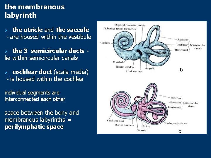 the membranous labyrinth the utricle and the saccule - are housed within the vestibule