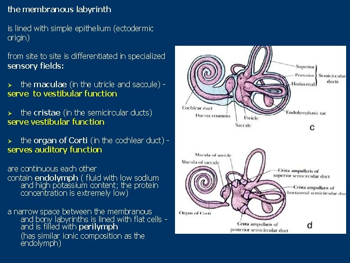 the membranous labyrinth is lined with simple epithelium (ectodermic origin) from site to site