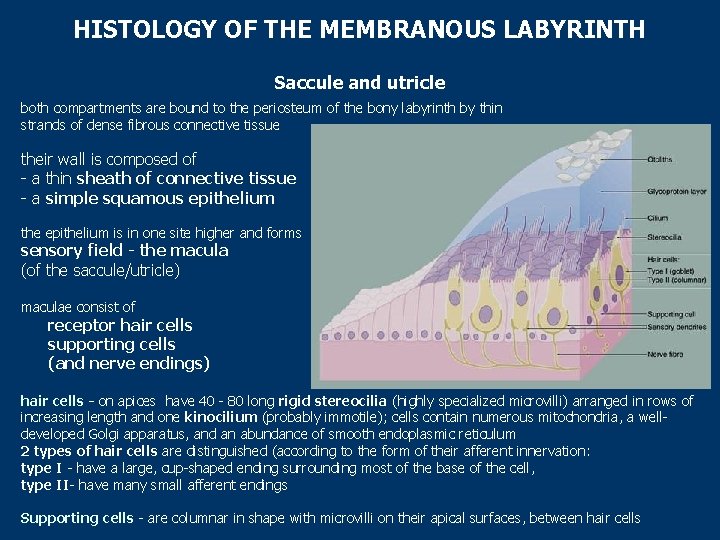 HISTOLOGY OF THE MEMBRANOUS LABYRINTH Saccule and utricle both compartments are bound to the