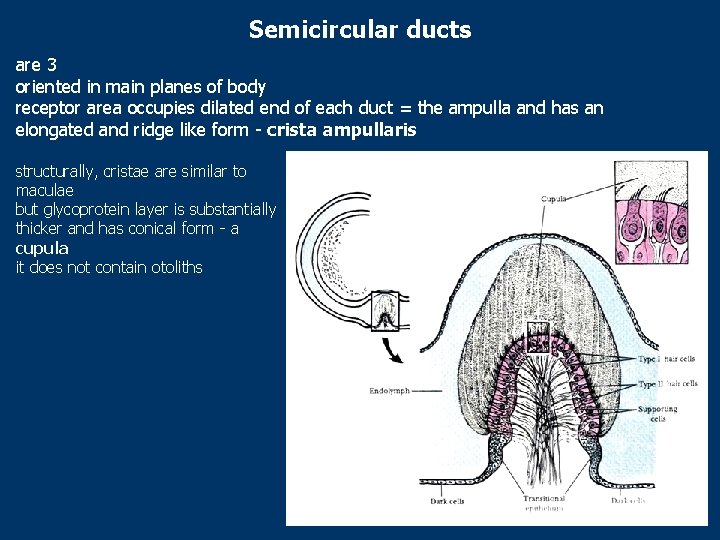Semicircular ducts are 3 oriented in main planes of body receptor area occupies dilated