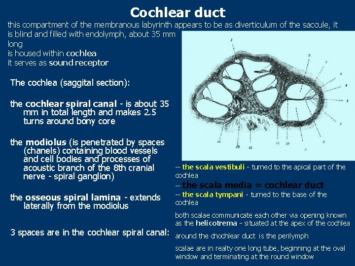 Cochlear duct this compartment of the membranous labyrinth appears to be as diverticulum of