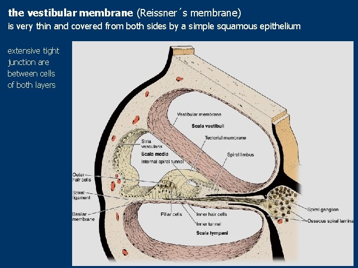 the vestibular membrane (Reissner´s membrane) is very thin and covered from both sides by