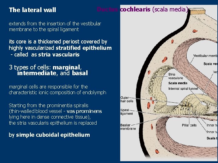 The lateral wall Ductus cochlearis (scala media) extends from the insertion of the vestibular