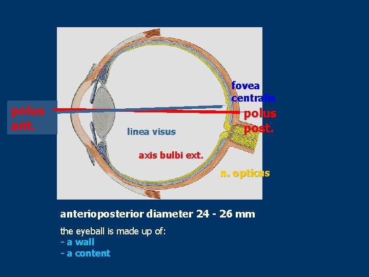 polus ant. fovea centralis linea visus polus post. axis bulbi ext. n. opticus anterioposterior