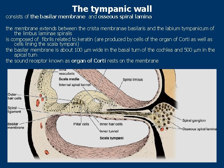 The tympanic wall consists of the basilar membrane and osseous spiral lamina the membrane