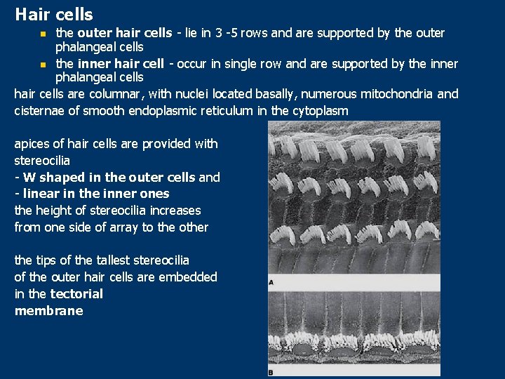 Hair cells the outer hair cells - lie in 3 -5 rows and are