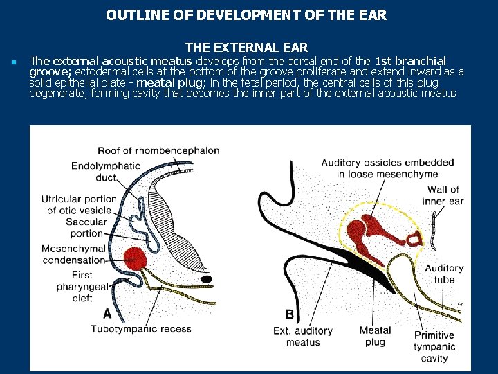 OUTLINE OF DEVELOPMENT OF THE EAR THE EXTERNAL EAR n The external acoustic meatus