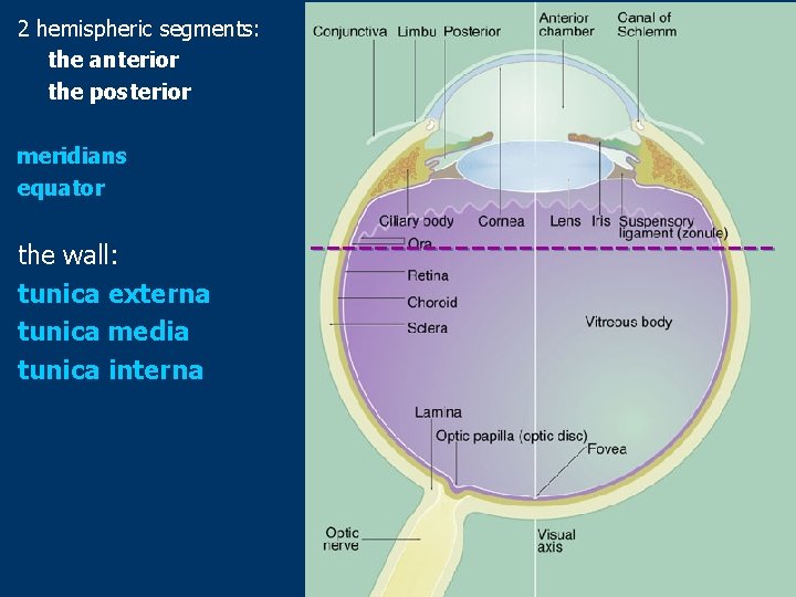 2 hemispheric segments: the anterior the posterior meridians equator the wall: tunica externa tunica