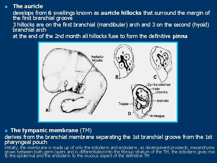 n The auricle develops from 6 swellings known as auricle hillocks that surround the