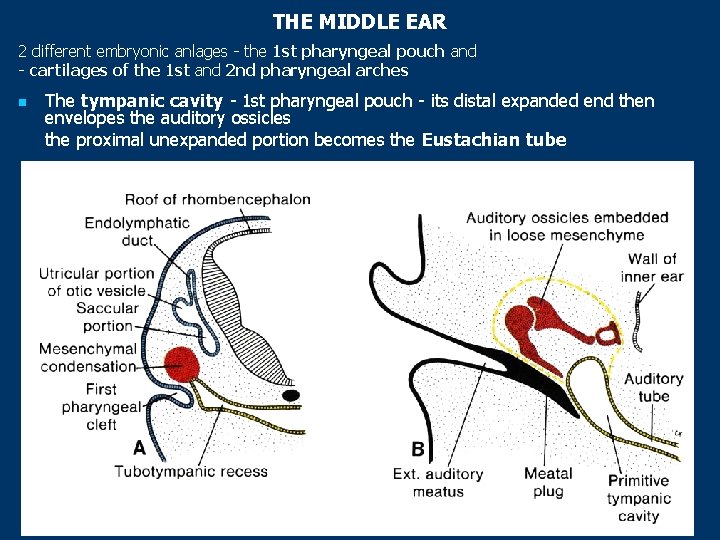 THE MIDDLE EAR 2 different embryonic anlages - the 1 st pharyngeal pouch and