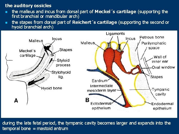 the auditory ossicles n the malleus and incus from dorsal part of Meckel´s cartilage