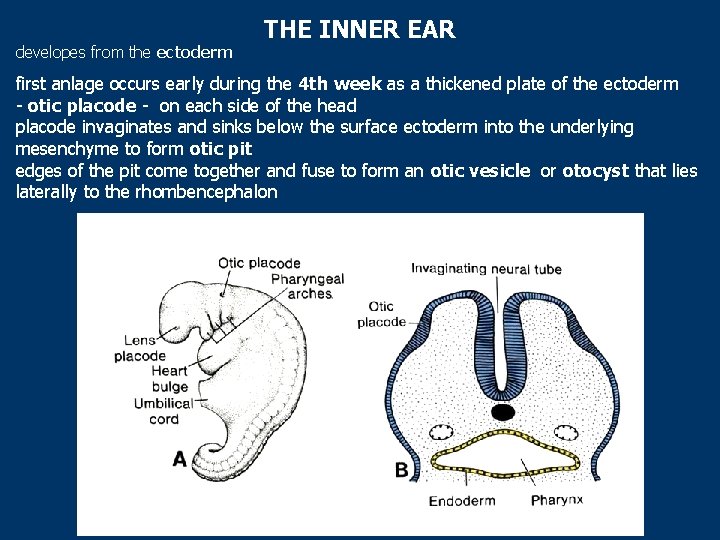 developes from the ectoderm THE INNER EAR first anlage occurs early during the 4