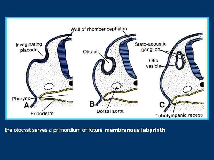 the otocyst serves a primordium of future membranous labyrinth 