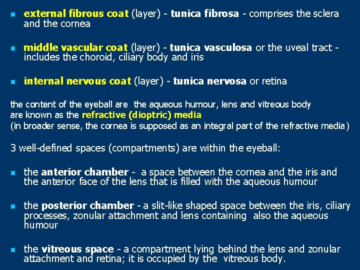 n external fibrous coat (layer) - tunica fibrosa - comprises the sclera and the