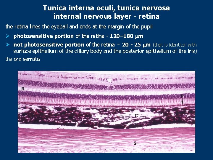 Tunica interna oculi, tunica nervosa internal nervous layer - retina the retina lines the