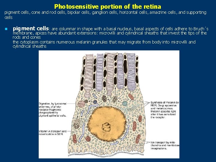 Photosensitive portion of the retina pigment cells, cone and rod cells, bipolar cells, ganglion