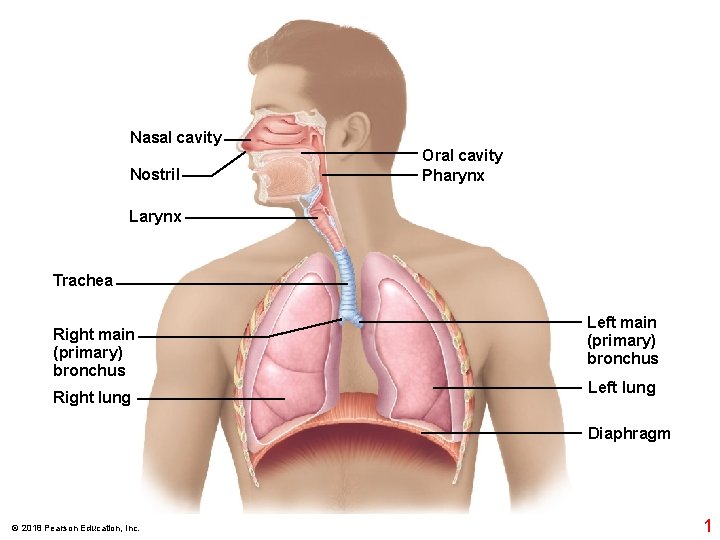 Nasal cavity Nostril Oral cavity Pharynx Larynx Trachea Right main (primary) bronchus Right lung