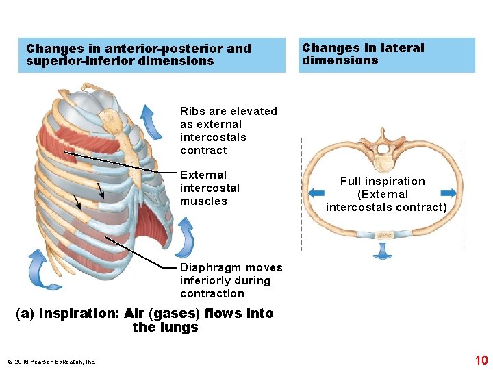 Changes in anterior-posterior and superior-inferior dimensions Changes in lateral dimensions Ribs are elevated as