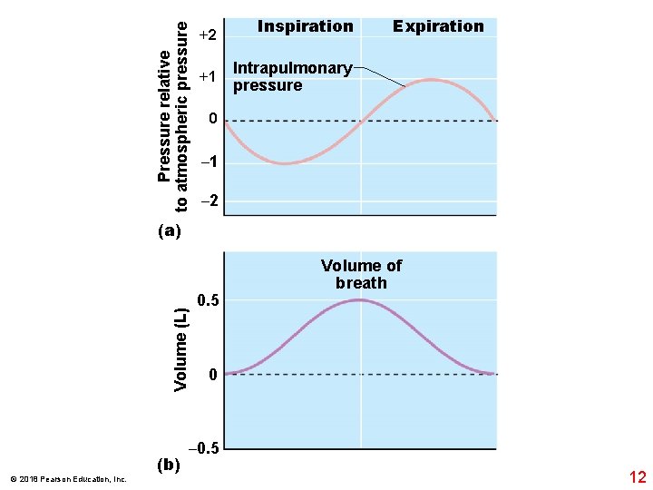 Pressure relative to atmospheric pressure +2 +1 Inspiration Expiration Intrapulmonary pressure 0 – 1
