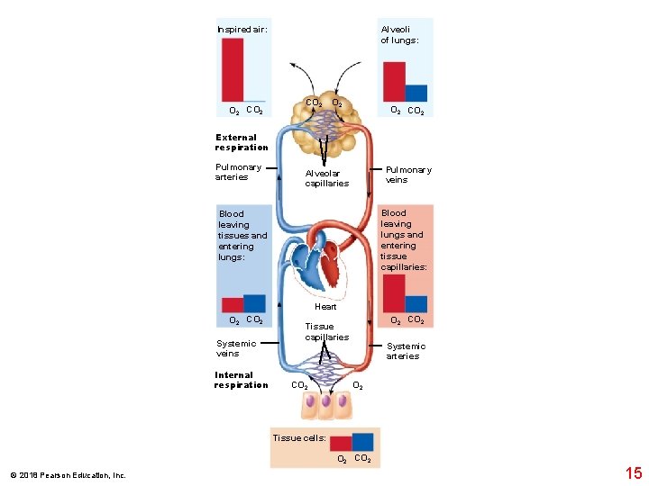 Alveoli of lungs: Inspired air: O 2 CO 2 External respiration Pulmonary arteries Pulmonary