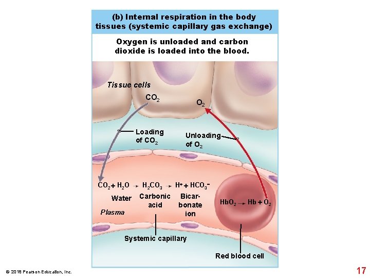 (b) Internal respiration in the body tissues (systemic capillary gas exchange) Oxygen is unloaded