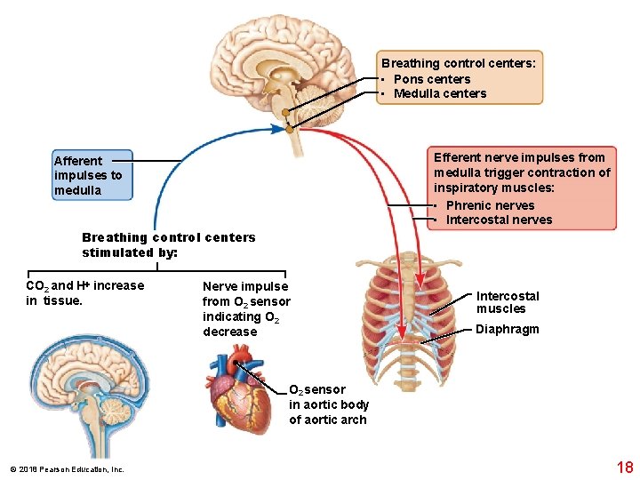 Breathing control centers: • Pons centers • Medulla centers Efferent nerve impulses from medulla