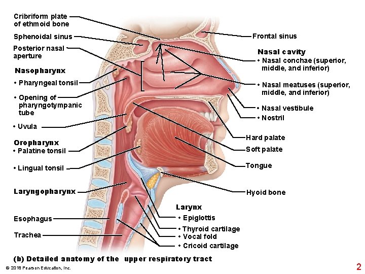 Cribriform plate of ethmoid bone Frontal sinus Sphenoidal sinus Posterior nasal aperture Nasal cavity