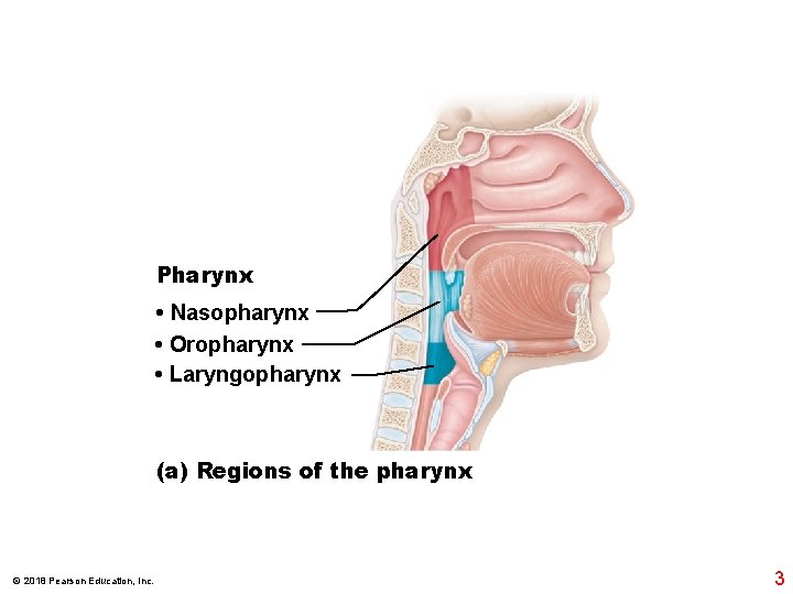 Pharynx • Nasopharynx • Oropharynx • Laryngopharynx (a) Regions of the pharynx © 2018