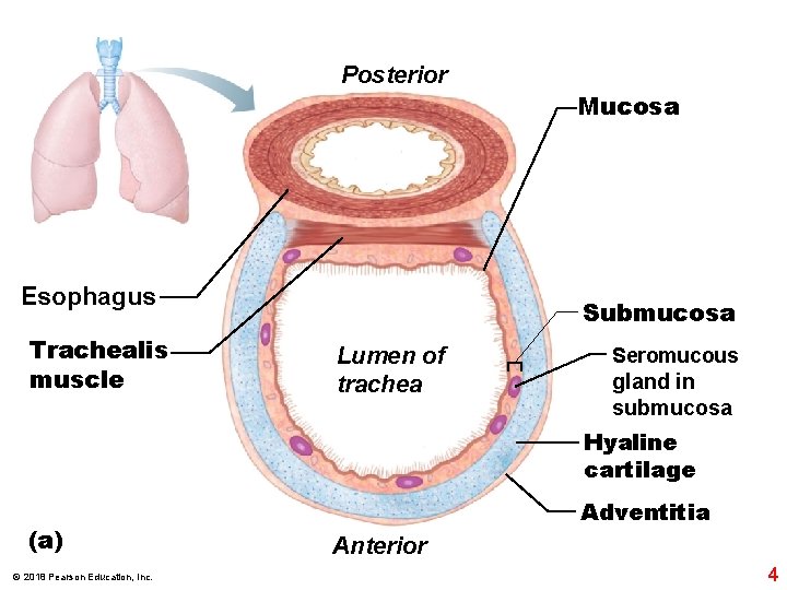 Posterior Mucosa Esophagus Trachealis muscle Submucosa Lumen of trachea Seromucous gland in submucosa Hyaline