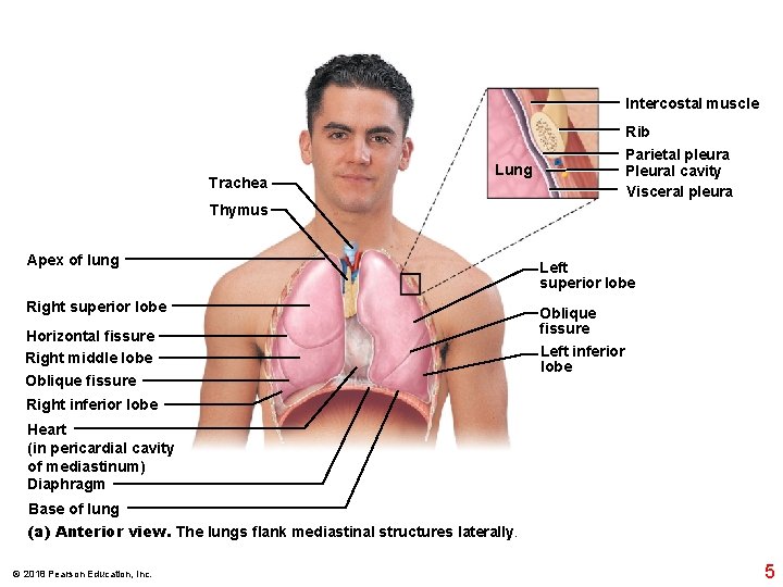 Intercostal muscle Trachea Rib Parietal pleura Pleural cavity Visceral pleura Lung Thymus Apex of