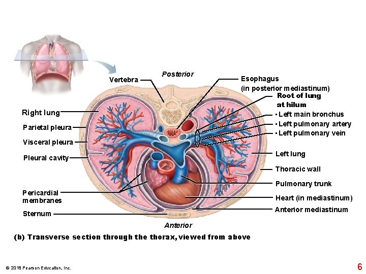 Vertebra Posterior Right lung Parietal pleura Esophagus (in posterior mediastinum) Root of lung at