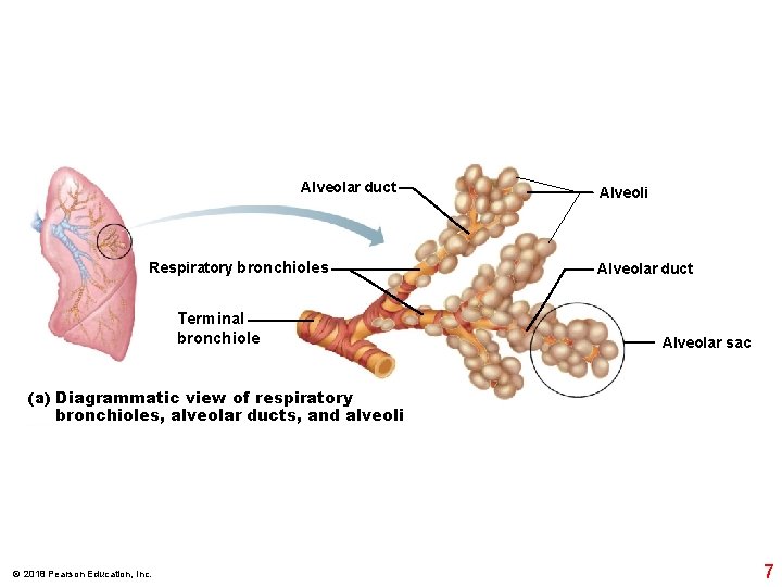 Alveolar duct Respiratory bronchioles Terminal bronchiole Alveoli Alveolar duct Alveolar sac (a) Diagrammatic view