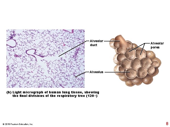 Alveolar duct Alveolar pores Alveolus (b) Light micrograph of human lung tissue, showing the