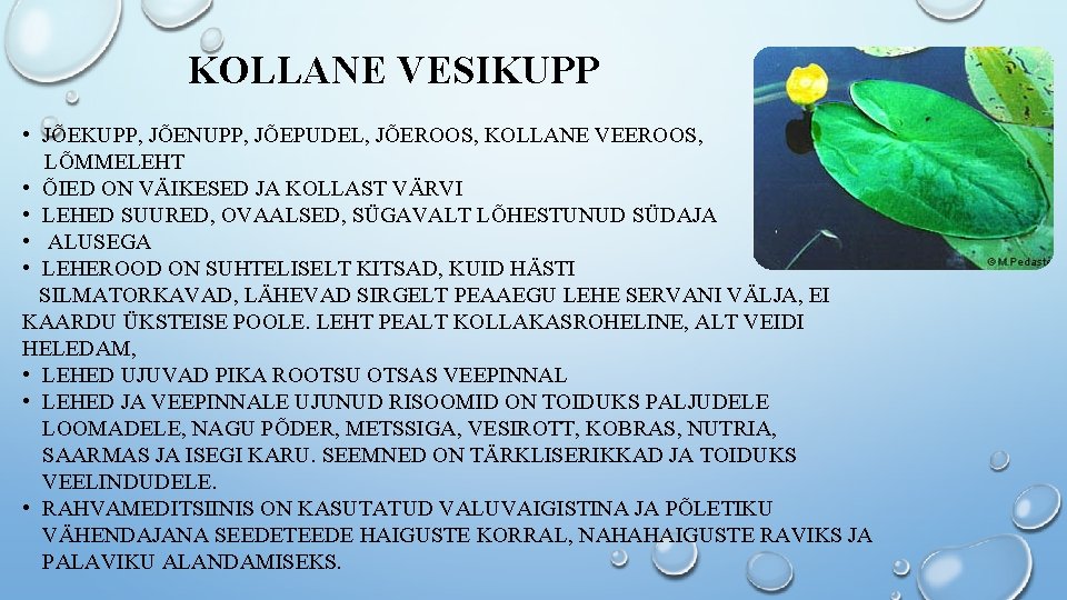 KOLLANE VESIKUPP • JÕEKUPP, JÕENUPP, JÕEPUDEL, JÕEROOS, KOLLANE VEEROOS, LÕMMELEHT • ÕIED ON VÄIKESED