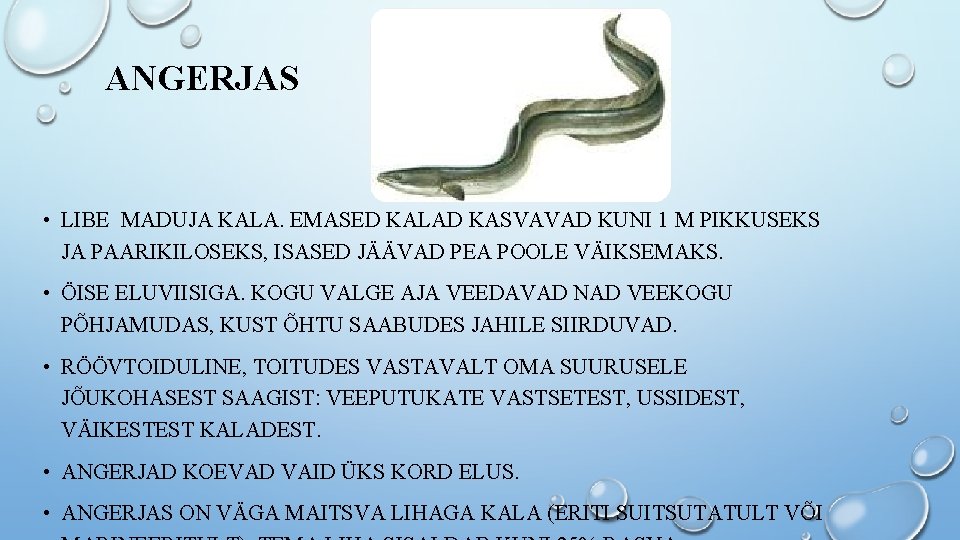 ANGERJAS • LIBE MADUJA KALA. EMASED KALAD KASVAVAD KUNI 1 M PIKKUSEKS JA PAARIKILOSEKS,